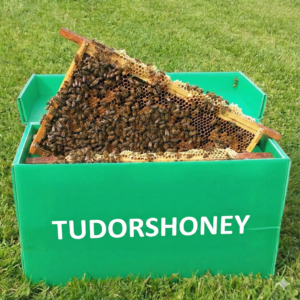 Posted Overwintered 5 Frame Nucleus 2026