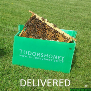 Collected 5 Frame Nucleus DEPOSIT 2026